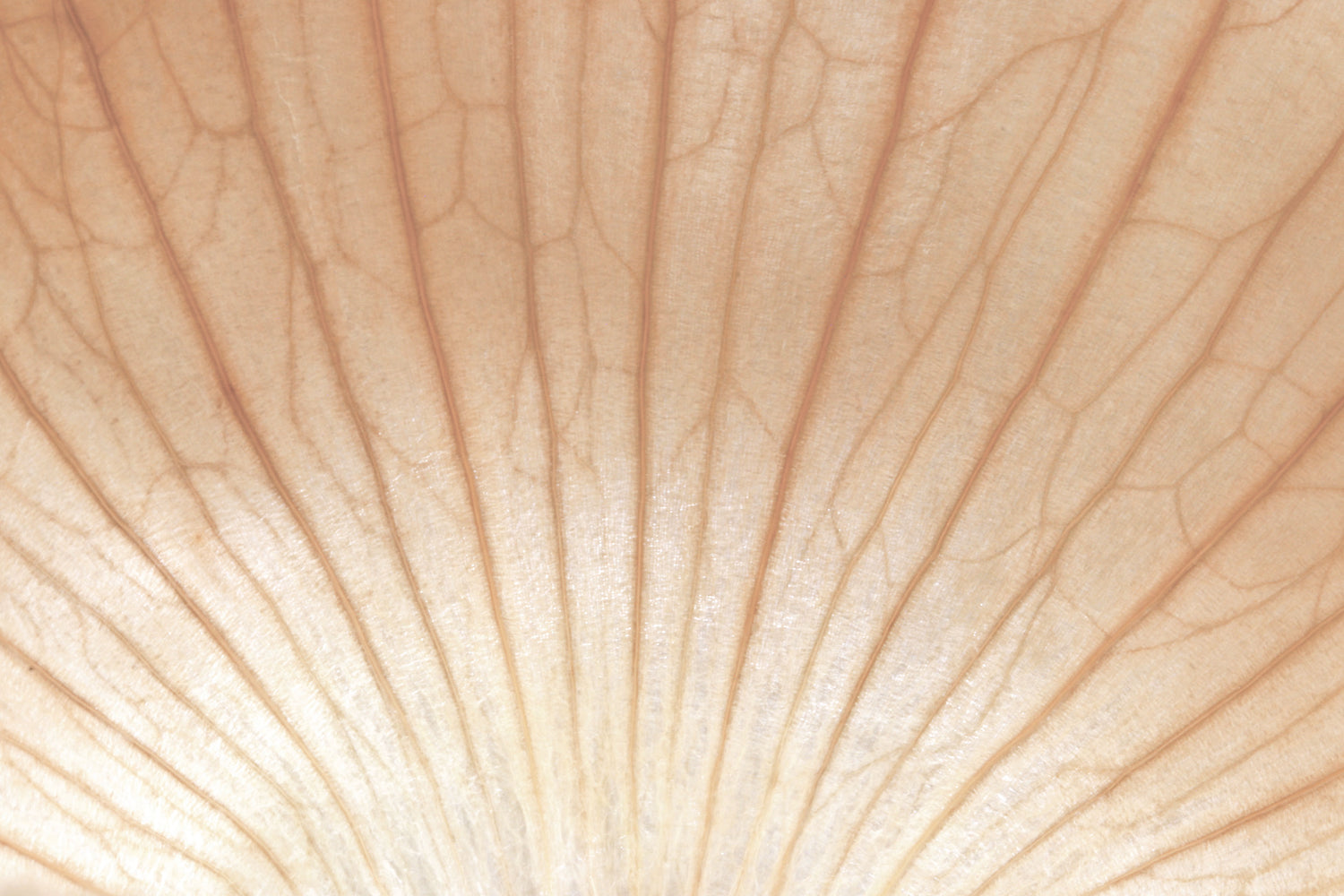 Background close-up image of a plant cell showing dark brown veins on a pale pinkish-brown background.